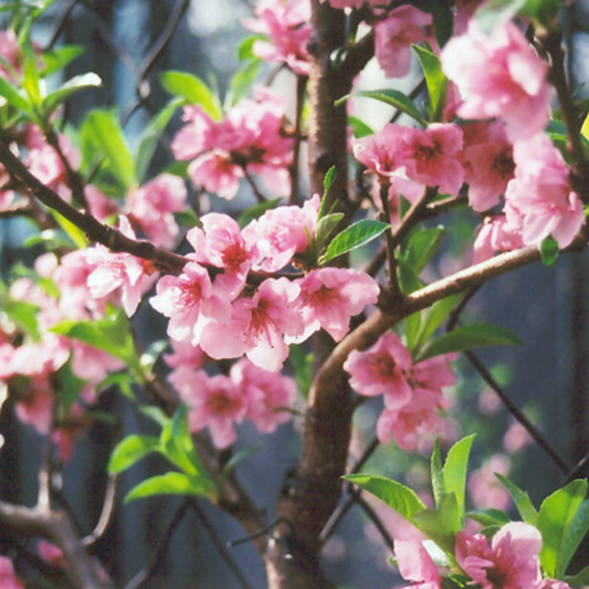 "Fantasia" Nectarine Tree (PLU# 56614)