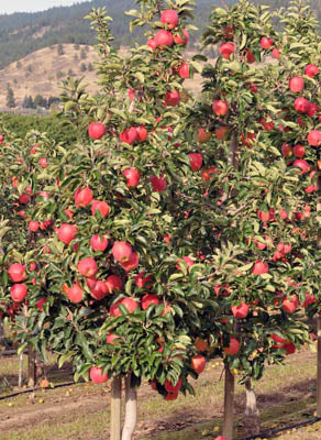 "Ambrosia" Apple Tree, 7 Gal. (PLU# 15305)