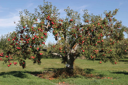 Apple Tree  - 'RED DELICIOUS' (PLU 13052)
