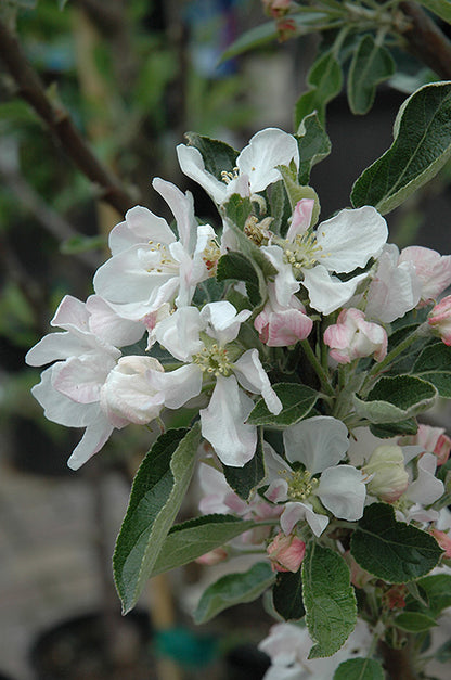 Apple Tree  - 'RED DELICIOUS' (PLU 13052)