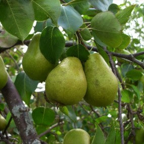 Pear Tree - 'BARTLETT' (PLU 13056)