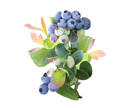 Bushel & Berry Blueberry 'PINK ICING'