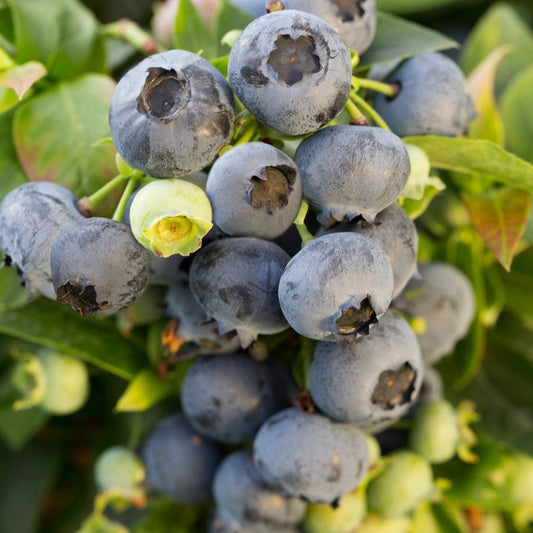 Blueberry - Bushel & Berry 'JELLY BEAN' (PLU 14586)