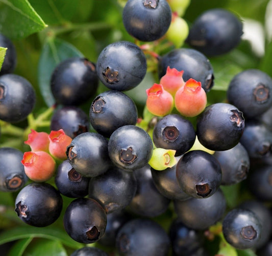 "Berrybux" Blueberry, 2 Gal. (PLU# 22435)