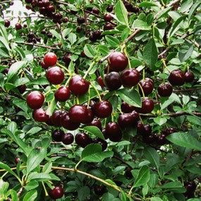 Sweet Dwarf Bush Cherry - 'CUPID' (PLU 13045)