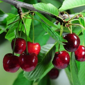 Sweet Dwarf Bush Cherry - 'ROMEO' (PLU 13047)