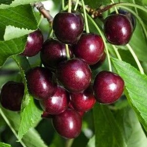 Sweet Cherry Tree - 'HEDELFINGEN'