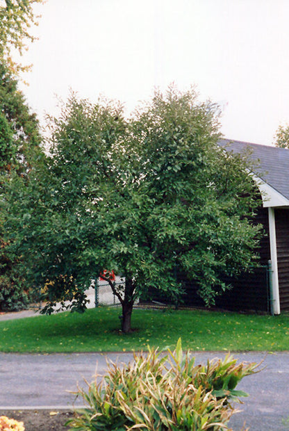 Tart Cherry Tree - Montmorency (PLU 13058)