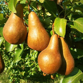 Pear Tree - 'BOSC' (PLU 13057)