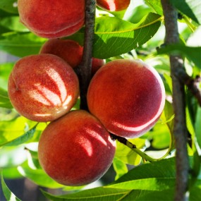 "Red Haven" Peach Tree, 7 Gal. (PLU# 13061)