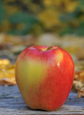 "Ambrosia" Apple Tree, 7 Gal. (PLU# 15305)