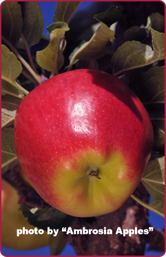 "Ambrosia" Apple Tree, 7 Gal. (PLU# 15305)