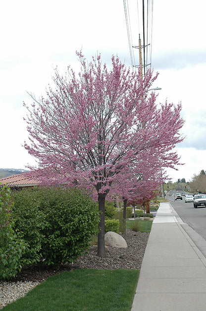 Eastern Redbud