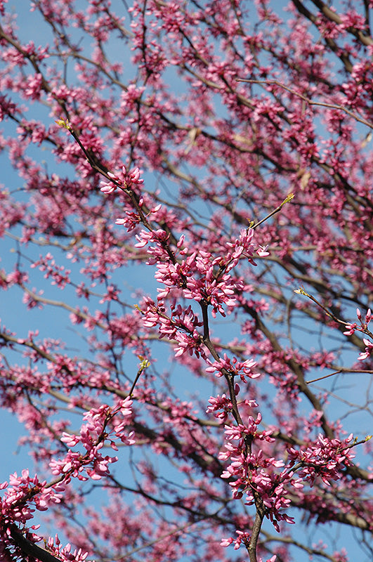 Eastern Redbud