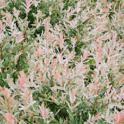 SOLD OUT  Garden Bundle Pre-Order - Package 1