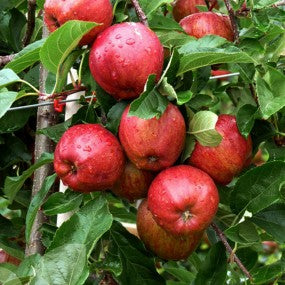 "Gala" Apple Tree, 7 Gal. (Product # 23738)