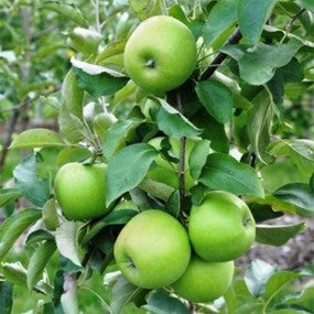 Apple Tree - 'GRANNY SMITH' (PLU 13050)