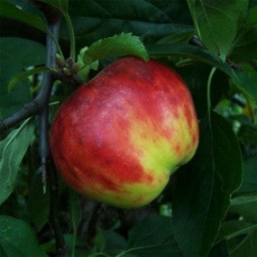 Apple Tree 'GRAVENSTEIN' (PLU 17813)