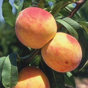 "Reliance" Peach Tree, 7 Gal. (PLU# 15316)